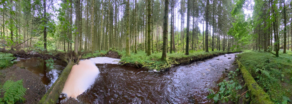 Panoramic view of a small stream flowing through a lush green forest. The stream is relatively shallow and appears to have a muddy bottom. A fallen log lies partially submerged in the water, and moss covers many of the exposed tree roots and logs along the banks. The forest is dense with tall, slender trees, mostly evergreens.