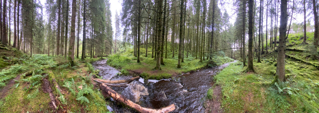 Panoramic view of a serene stream flowing through a lush green forest. Tall, slender pine trees line the banks of the stream, which is relatively shallow and features some fallen logs acting as natural bridges. The ground is covered in moss and ferns, creating a vibrant, verdant landscape.