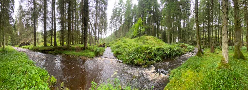 Panoramic view of a stream flowing through a lush green forest. The stream splits into two channels before reuniting further downstream. The forest is dense with tall, slender trees, and the ground is covered with vibrant green moss and ferns. A small, dark-coloured dog is partially visible near the stream's edge in the middle ground.