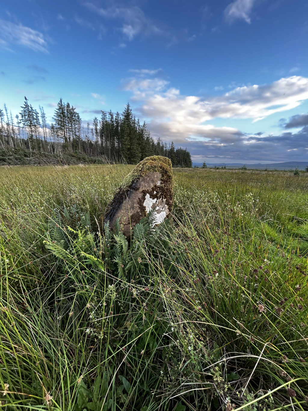 Moss-covered stone partially embedded in tall grass, situated in a field against the backdrop of a dark green forest and a partly cloudy sky. The stone has a white marking on its surface. The overall atmosphere is serene and peaceful.