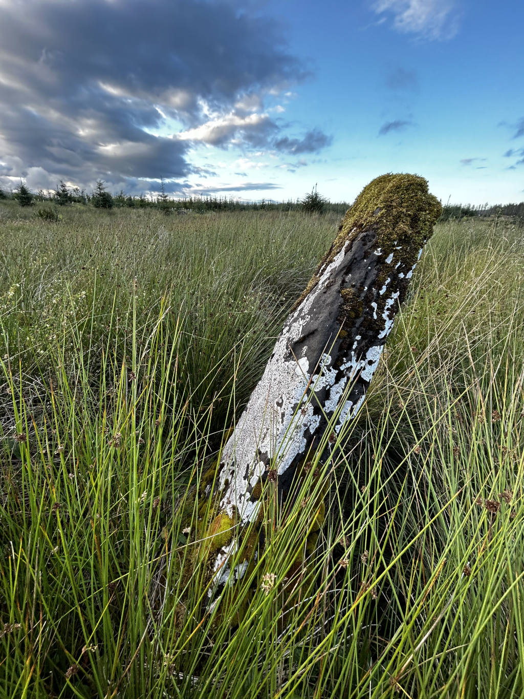 Weathered, moss-covered stone standing upright in a field of tall grass under a partly cloudy sky. The stone is partially lichen-covered, giving it a mottled appearance of dark gray and white. The scene evokes a sense of age, quiet solitude, and the passage of time. The combination of natural elements suggests a remote, possibly wild, location.