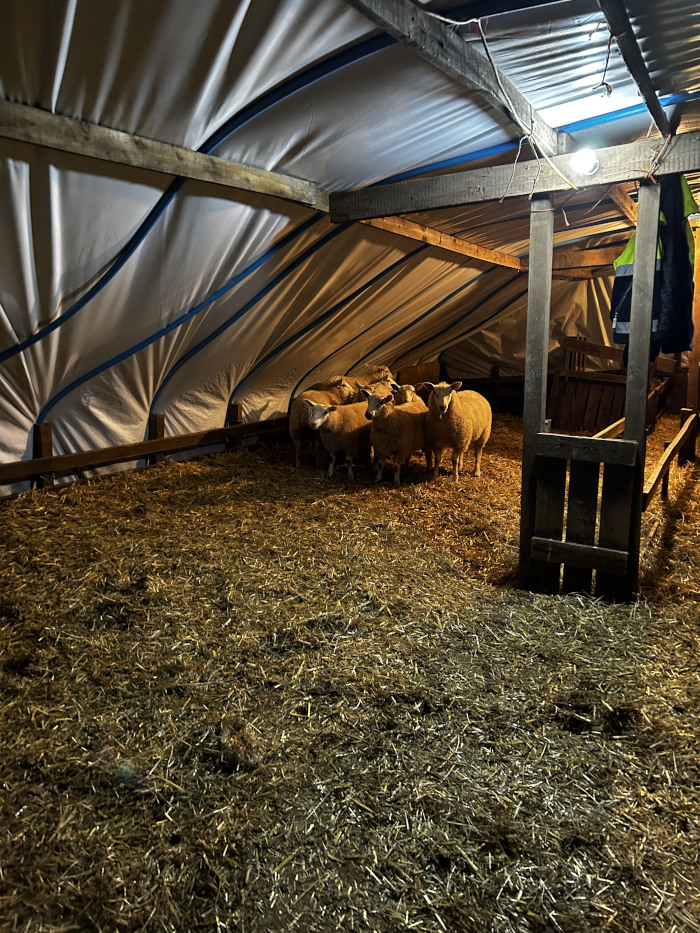 Flock of sheep huddled together in a dimly lit barn or shed. The floor is covered with a thick layer of straw. The structure appears rustic, with exposed wooden beams and a temporary-looking fabric roof. A single light bulb provides minimal illumination. 