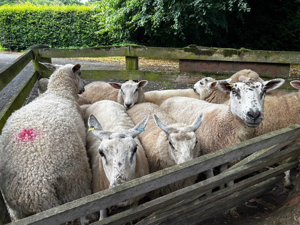 Flock of sheep huddled together in a wooden enclosure. The sheep are predominantly white with some flecks of grey or darker coloring on some of their faces. They appear to be in a rural setting, with hedges and trees visible in the background. One sheep has a distinct pink mark on its back. Several sheep have yellow ear tags.