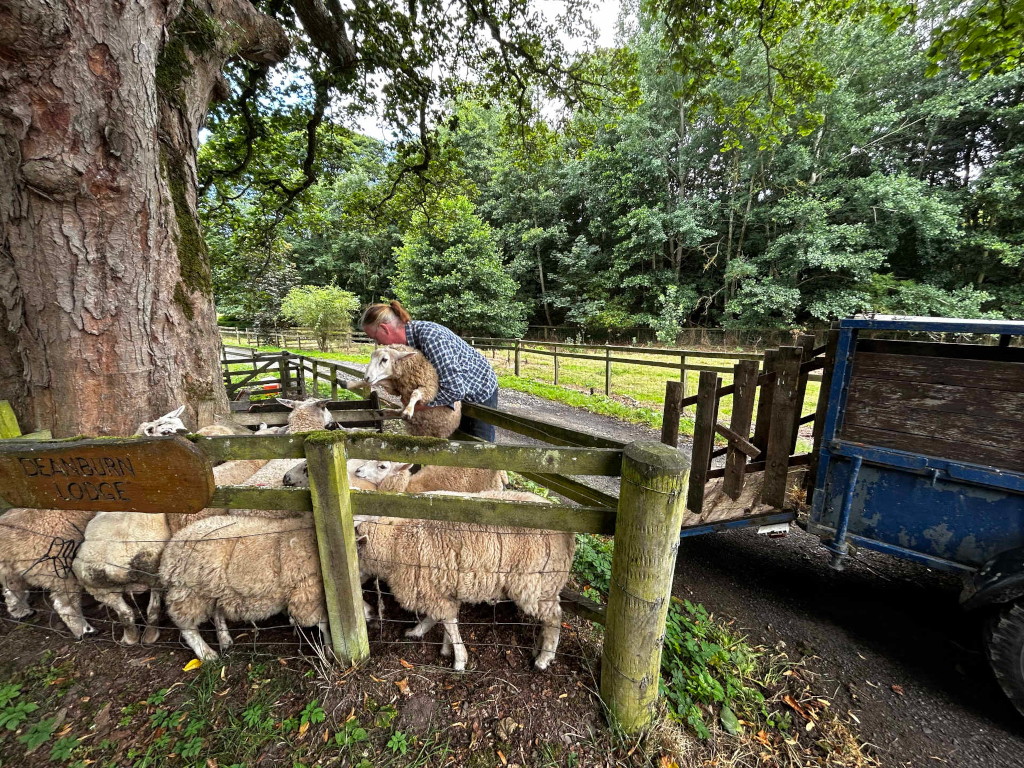 Charlie gently lifting a sheep over a wooden fence. The sheep appears calm. Other sheep are gathered on the other side of the fence. A blue farm trailer is partially visible in the background. The scene is set in a rural area with trees and greenery. A wooden sign reading Deanburn Lodge is visible in the foreground. The overall impression is one of quiet rural activity, possibly related to farming or animal husbandry.