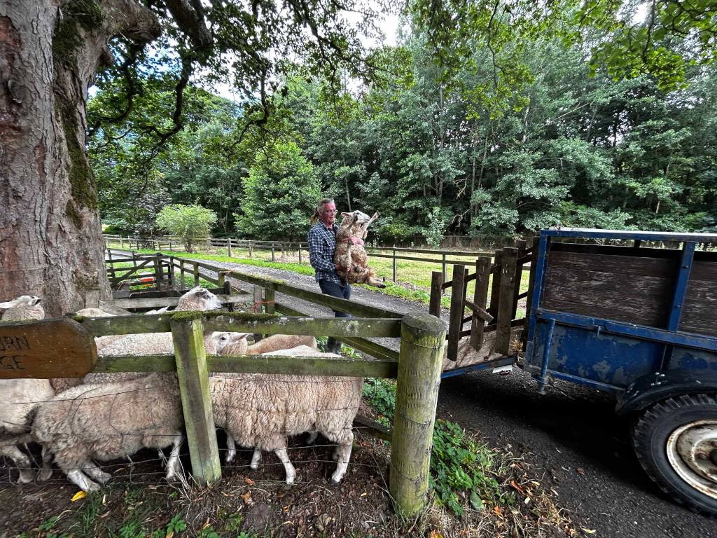 Charlie carrying a sheep in a rural setting. He is near a wooden fence, behind which a flock of sheep are gathered. A blue trailer is partially visible in the background suggesting the sheep are being moved or transported. The overall atmosphere of the image is one of farm life and animal husbandry.