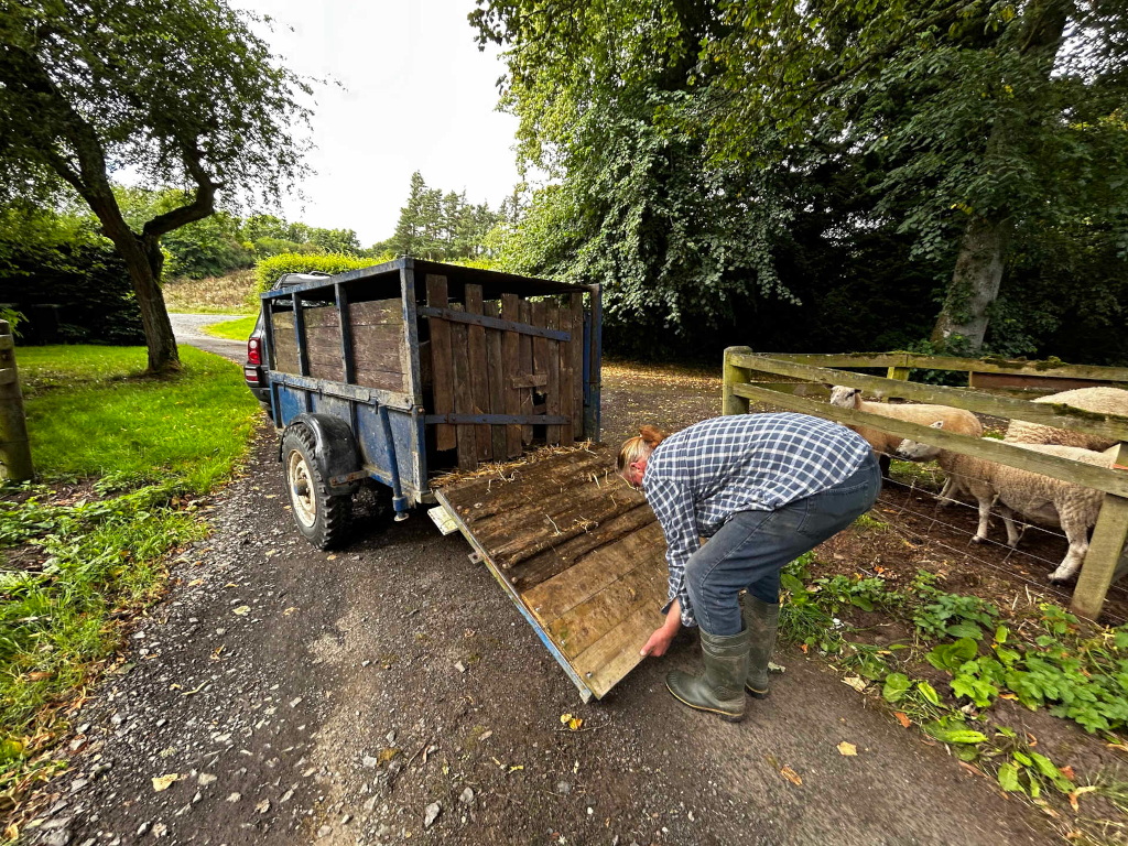 Charlie loading a small, blue trailer attached to a dark-coloured SUV. The trailer contains wooden planks and straw. Charlie, wearing a plaid shirt, jeans, and rubber boots, is lowering a wooden ramp or board from the trailer's back. Several sheep are visible in a pen nearby.