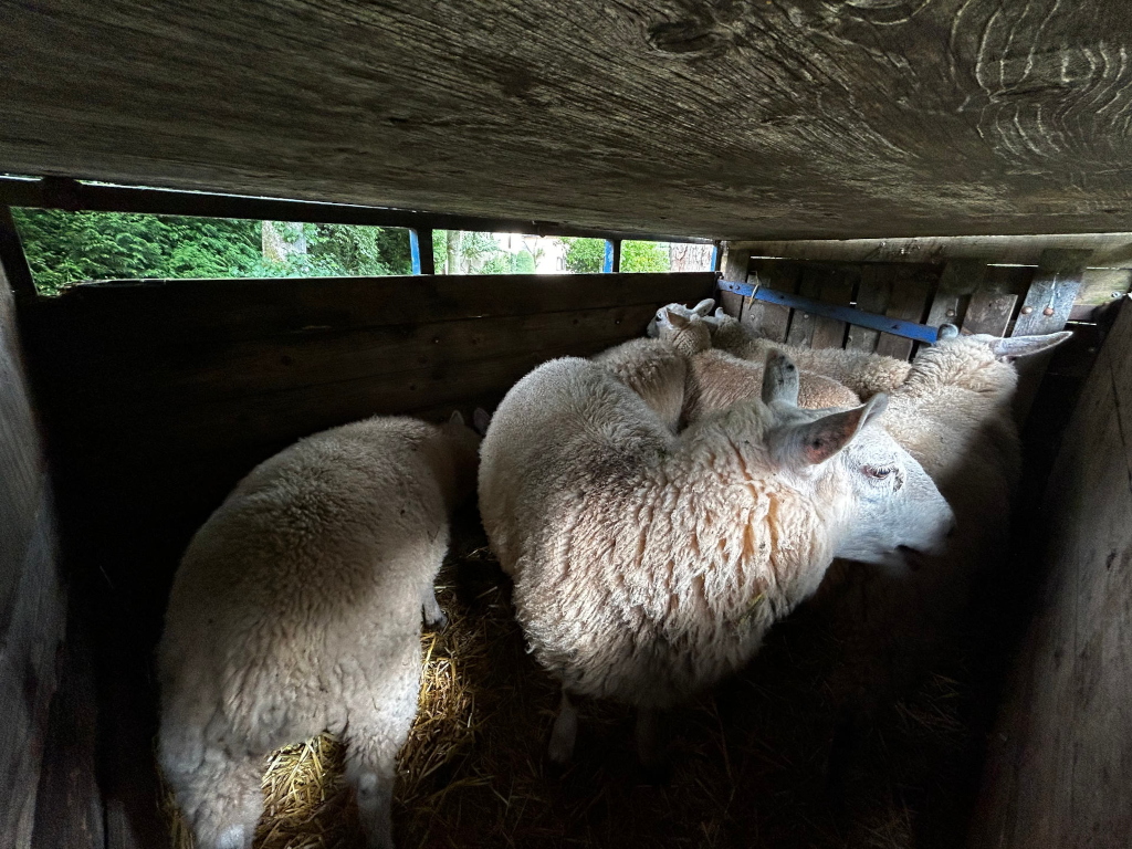 Flock of sheep huddled together inside a dark, wooden enclosure. The sheep are light-colored with thick wool. A small window in the enclosure provides a glimpse of green trees and foliage outside. The overall setting appears to be a livestock trailer or temporary holding pen. The lighting is dim, highlighting the sheep and the contrast between the dark wood and the lighter wool.