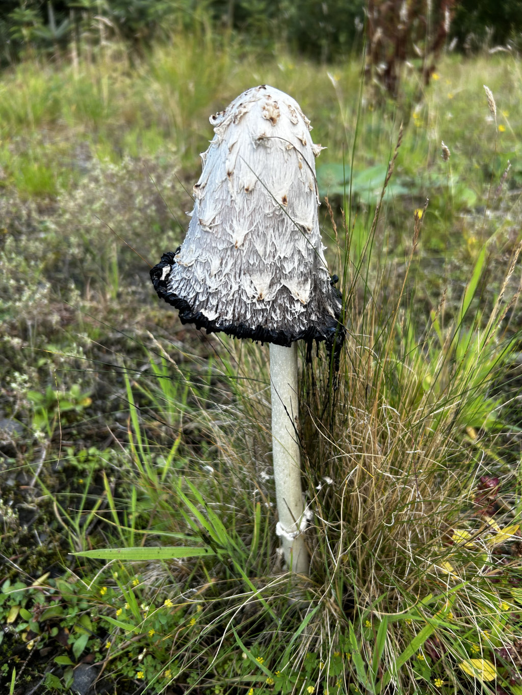 Single mushroom, standing tall amidst a patch of grass. The mushroom cap is a light grey-white, appearing somewhat shaggy or scaly, with a darker, almost black, ring at its base. The stem is long and light-coloured, contrasting with the darker cap. The surrounding vegetation is primarily composed of various grasses and low-lying plants. 