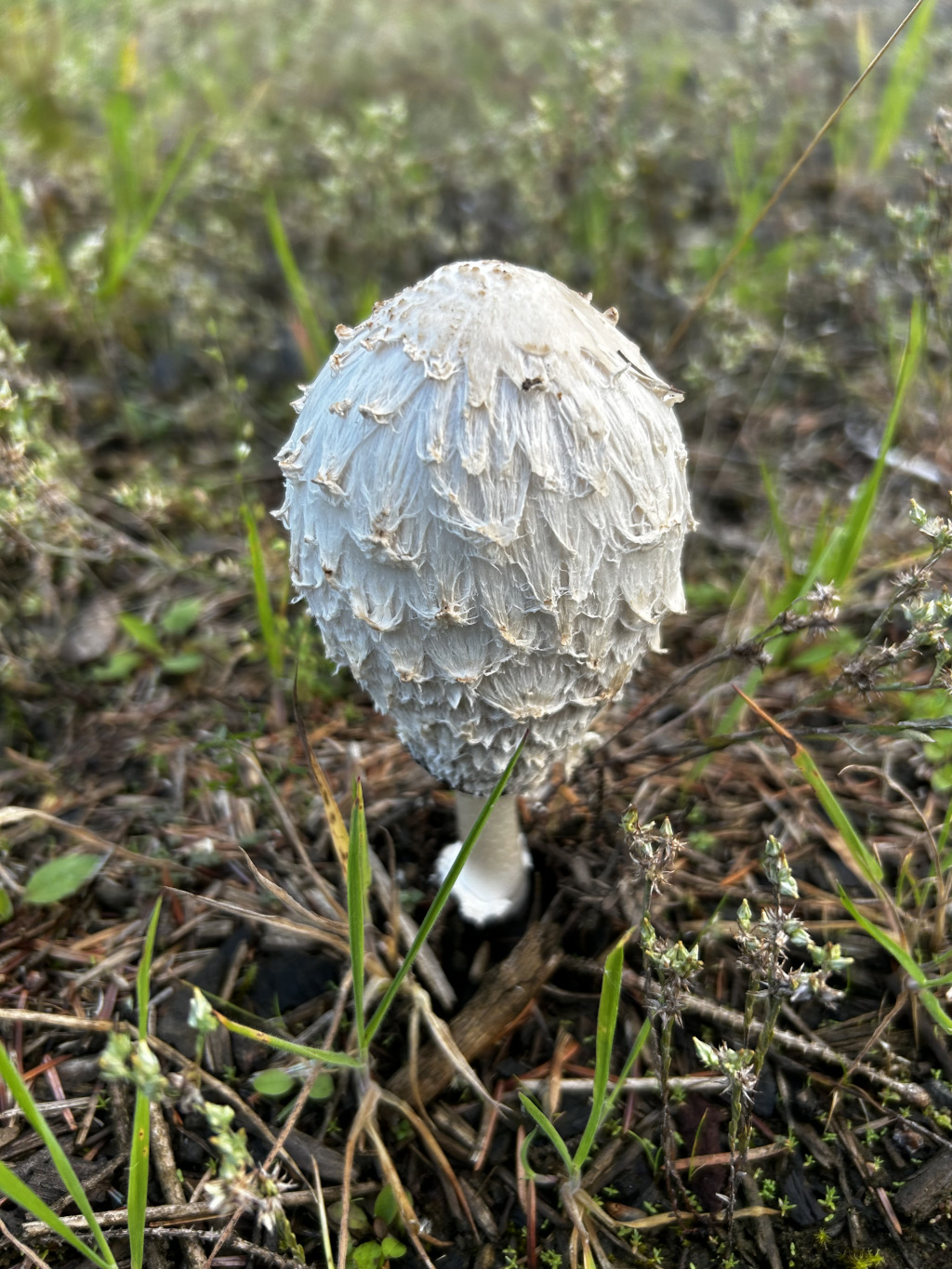 Single, mature mushroom growing in a bed of grass and pine needles. The mushroom has a large, round cap with a textured, shaggy surface, appearing pale off-white or light grey. The stem is relatively short and white. The surrounding vegetation suggests a natural, possibly woodland setting.