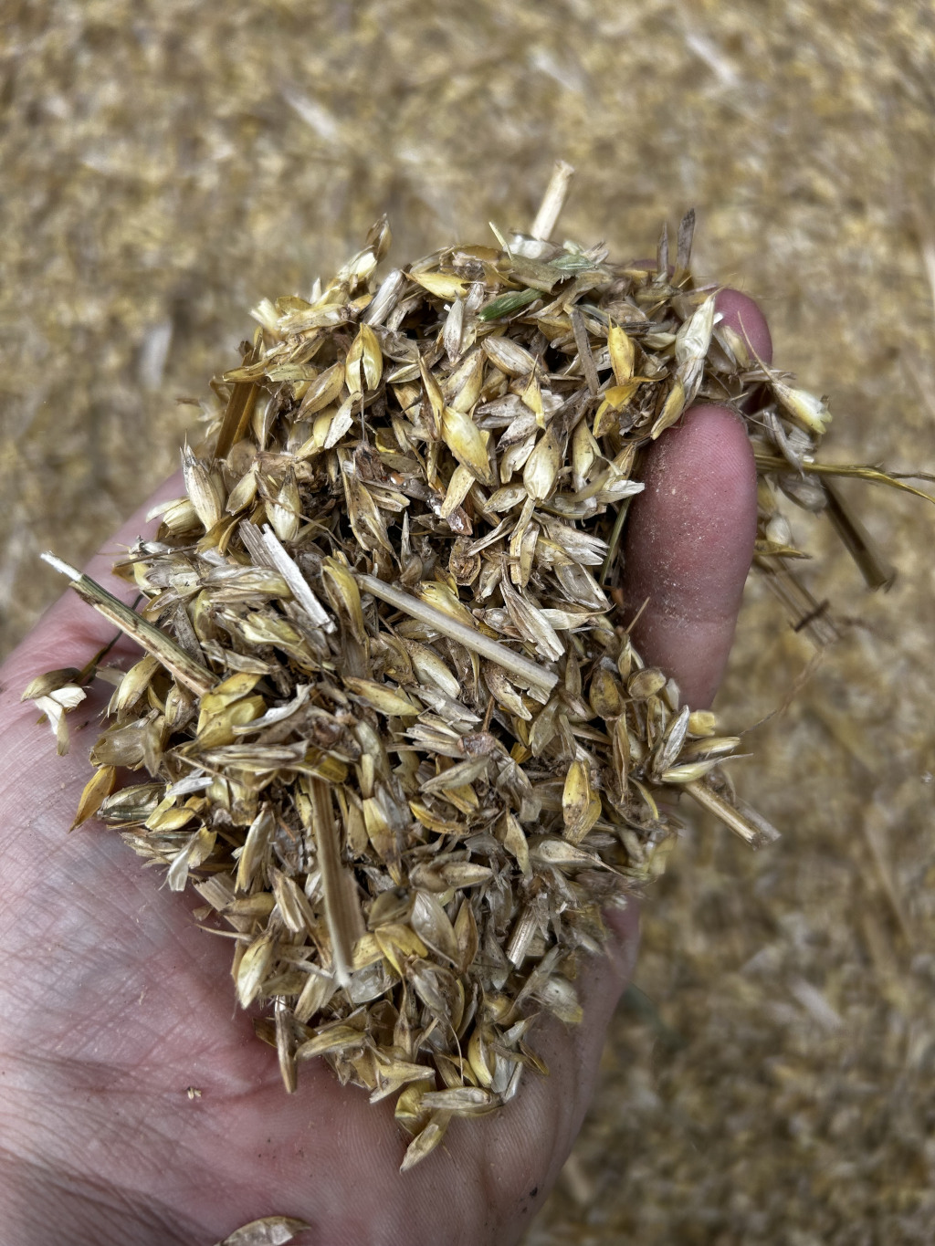 Charlie's hand holding a pile of what appears to be chaff or the byproduct of threshing grain. The chaff is light brownish-yellow and consists of small pieces of stems and seed husks. The background is blurred but shows a large quantity of similar material.