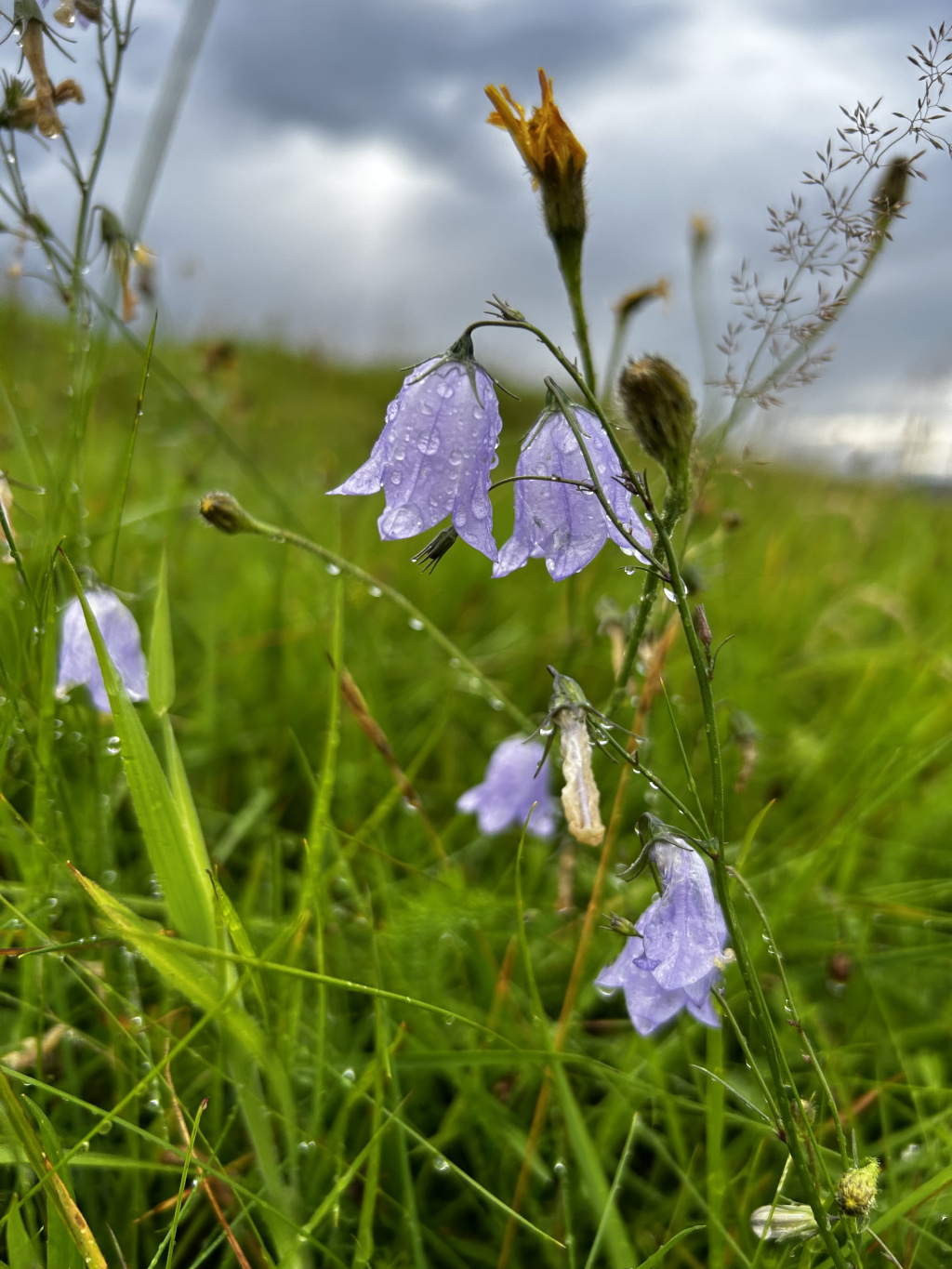 Close-up view of several delicate, light purple bell-shaped flowers, likely a type of harebell, glistening with raindrops. They are growing amidst long blades of vibrant green grass in a field, with a few other wildflowers and dried grasses visible in the background. The sky is overcast, suggesting a recently passed rain shower. The overall impression is one of serene natural beauty after a rain.