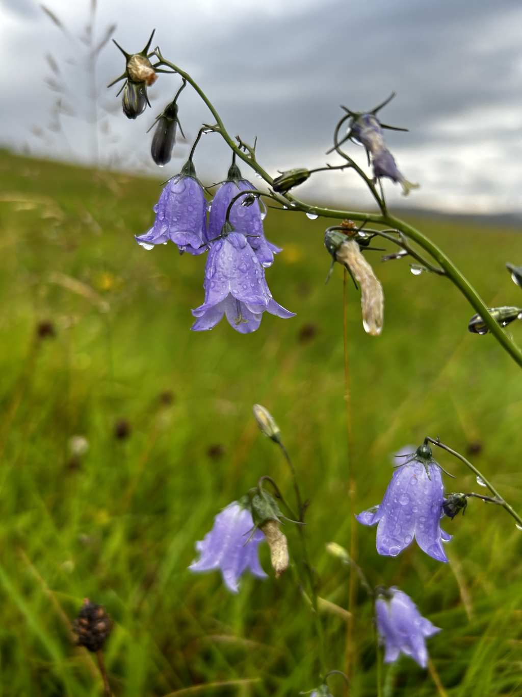 Close-up view of several purple bell-shaped flowers, likely a species of harebell, covered in raindrops. The flowers hang delicately from their stems against a backdrop of a blurred, green grassy field under a cloudy sky. The overall impression is one of gentle beauty and the freshness of a recent rain shower.
