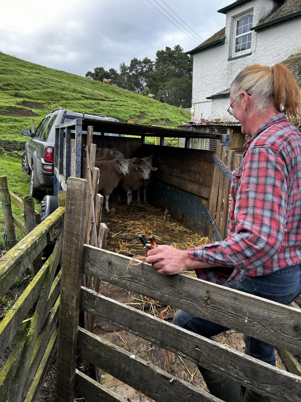 Charlie tending to a small flock of sheep. Three sheep are inside a trailer hitched to a dark-coloured SUV. He is wearing a red and black plaid shirt, and is standing next to a wooden fence, looking at the sheep in the trailer. The setting appears to be a rural area, with a hillside and a building visible in the background, suggesting a farm. The overall scene conveys a sense of everyday rural life and animal husbandry.