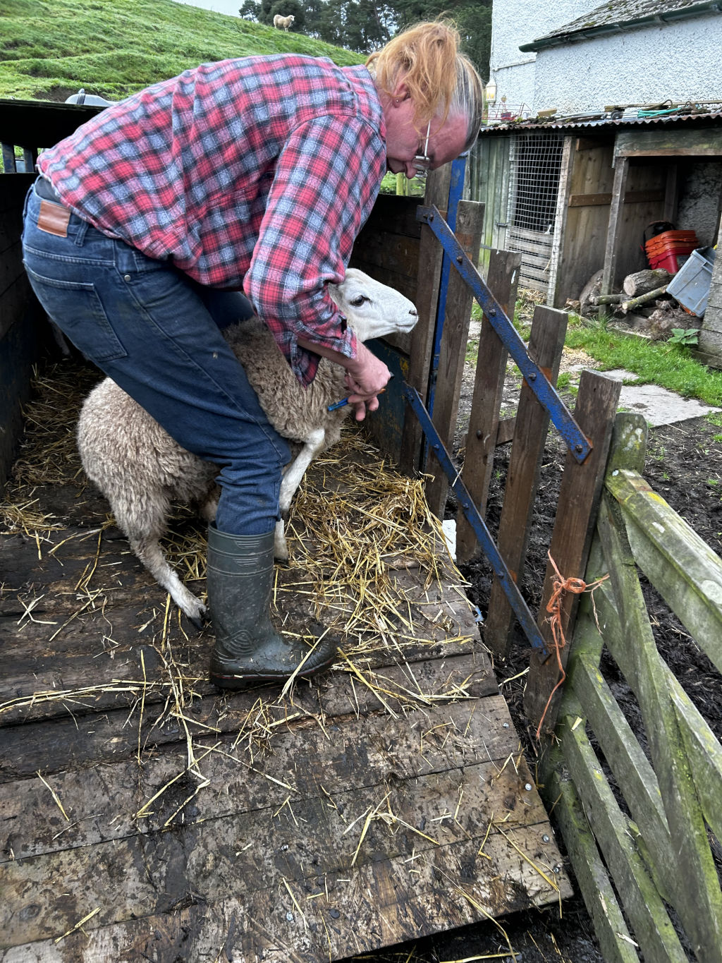 Charlie wearing a red and black plaid shirt and jeans, bending down and holding a sheep. The sheep appears to be calm. They are in a rustic, wooden enclosure with straw on the ground. The overall setting appears to be a farm or rural area. He seems to be carefully handling the sheep, possibly tending to it or administering some treatment.