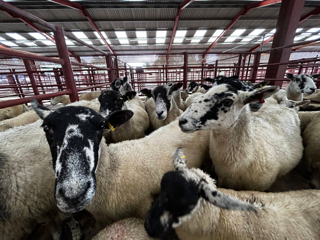 Flock of sheep, predominantly white with black markings on their faces and legs, crowded together inside a livestock pen. The pen is indoors, under a metal roof with skylights. The sheep appear to be in a market or auction setting. The focus is on a few sheep in the foreground, with their faces clearly visible. The overall impression is one of confinement and the routine handling of livestock.