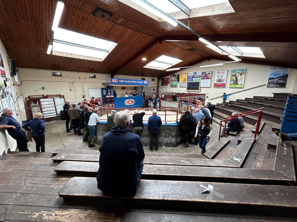 Interior of a livestock auction mart. A large group of people are gathered around a central ring, where livestock (not visible in this picture) would be sold. Many are standing, others seated on wooden benches in tiered seating areas. The building has a wooden structure with skylights, and advertising posters are visible on the walls. The overall atmosphere appears to be that of a busy auction in progress.