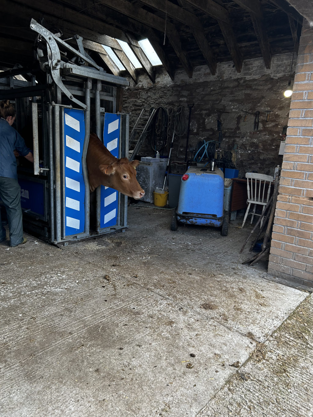 Brown cow's head and shoulders protruding from a metal cattle restraint in a barn. A person is partially visible to the left, seemingly attending to the cow. The barn's interior is visible, showing a rustic stone wall, various tools and equipment, including a small blue machine. The overall impression is one of a working farm setting.