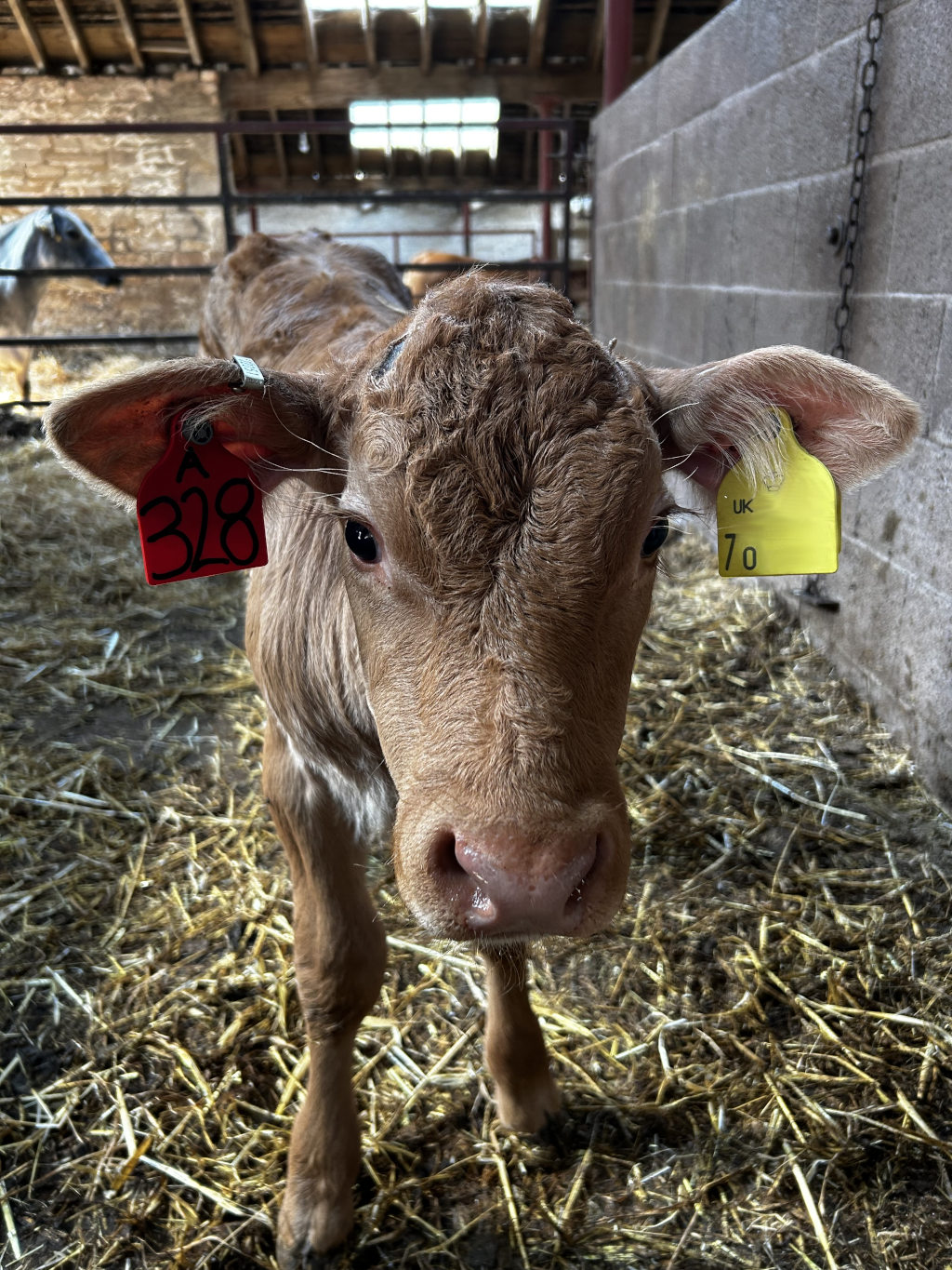 Light brown calf standing in a barn. The calf is young, and its ears are tagged with numbers (328 and 70). It is looking directly at the camera. The barn floor is covered with straw. The background is blurred slightly, showing a glimpse of other animals and the barn structure. 