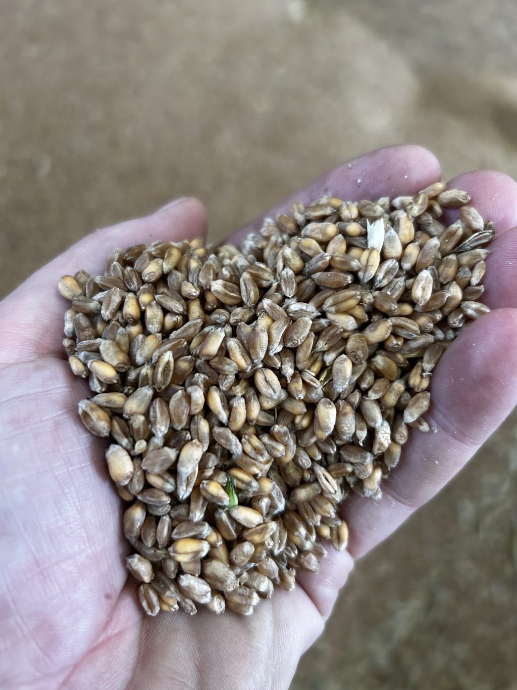 Leonie's hand cupped, holding a handful of wheat grains. The grains are light brown and appear to be harvested, ready for processing. The background is blurred but shows a brown, earthy tone, suggesting a rural or agricultural setting. The overall impression is one of simple, direct presentation of the harvest.