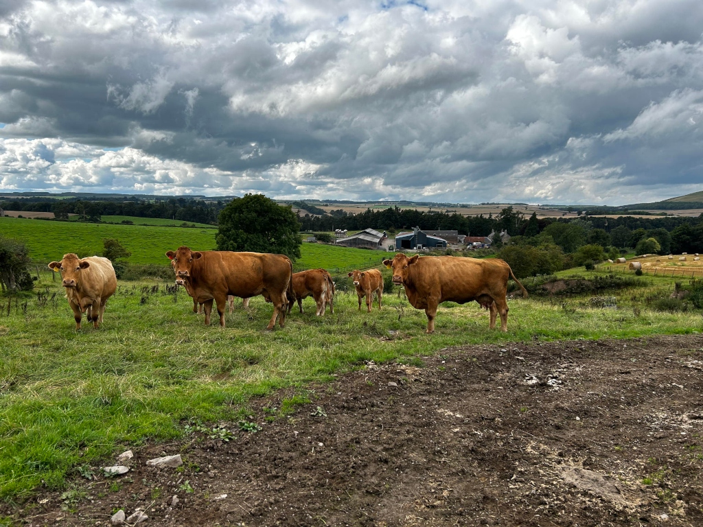 Pastoral scene with five brown cows grazing in a lush green field under a cloudy sky. In the background, a farm with buildings is visible, nestled within a broader landscape of rolling hills and fields. The overall mood is peaceful and rural.