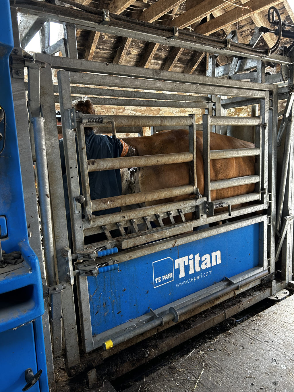 Brown cow restrained in a metal cattle crush, a piece of farm equipment used to safely handle livestock. A person is visible, partially obscured by the crush, appearing to be attending to the cow. The crush is branded with Titan and the Te Pari website address. The setting appears to be a barn or similar agricultural building.