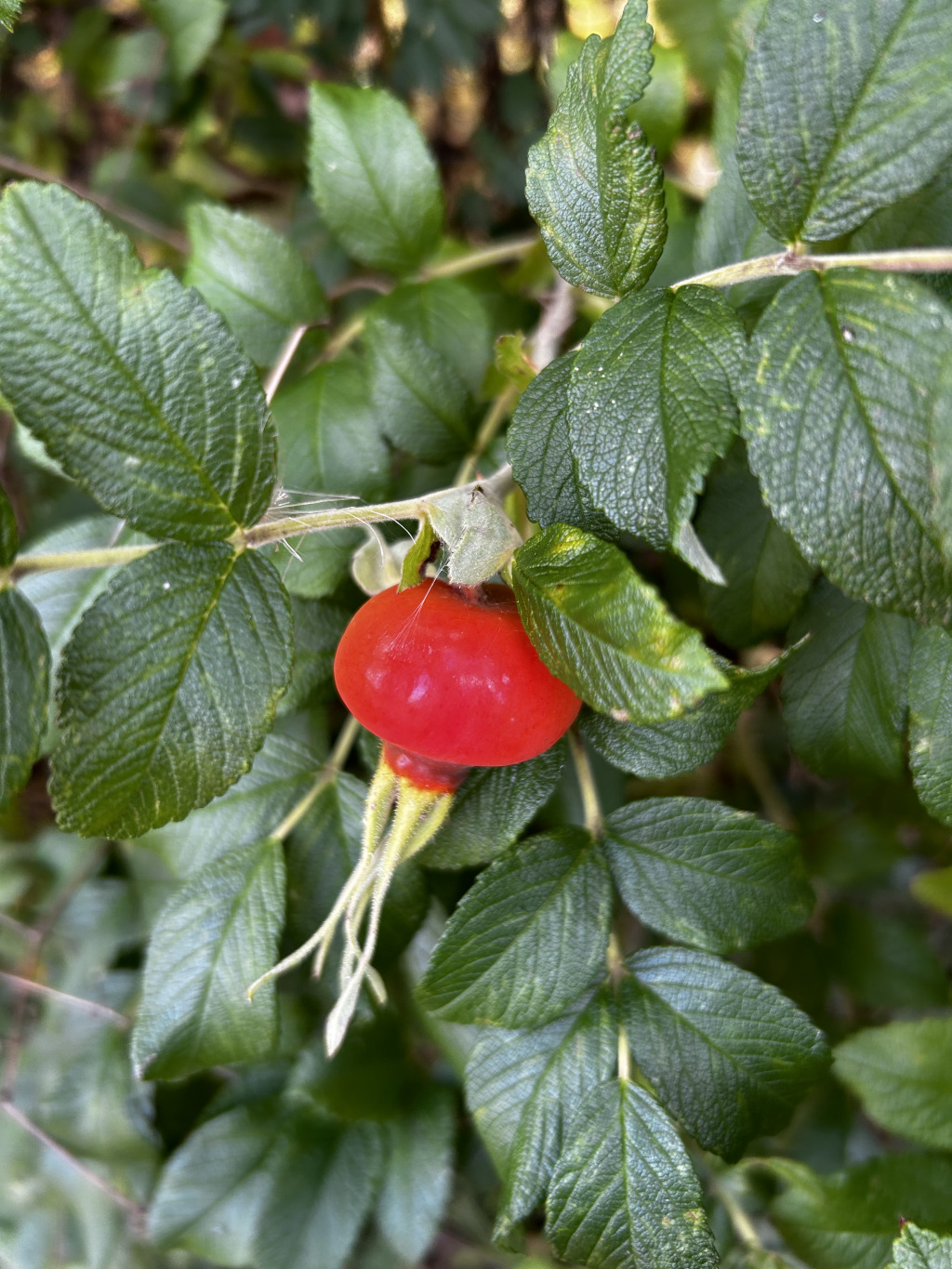 Single, ripe rose hip (the fruit of a rose plant) a vibrant red color, hanging from a branch amidst lush green foliage. The rose hip is round and plump, with visible, light-green sepals extending below it. The leaves are serrated and deep green, typical of a rose bush. 