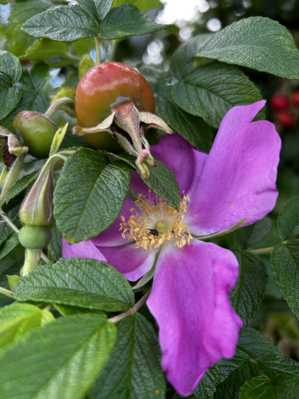 Vibrant purple rosehip flower in full bloom, nestled amongst green leaves and unripe rosehips. A small insect is visible near the flower's centre. 