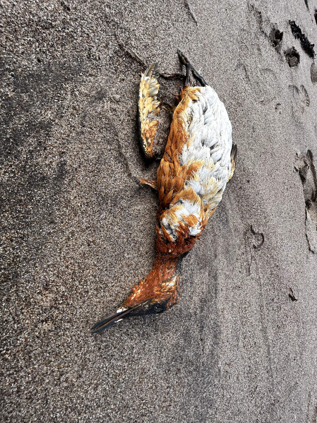 Deceased bird lying on a sandy surface. Its plumage is mostly a faded orange and white, appearing bleached or weathered. The bird's body is partially decomposed. The overall impression is one of sadness and mortality.