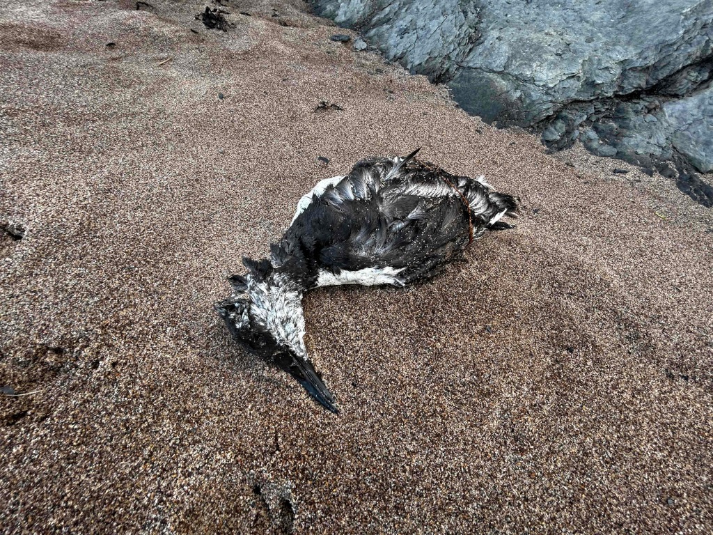 Deceased seabird lying on a sandy beach near a dark rock. The bird appears to be covered in dark oil or tar.