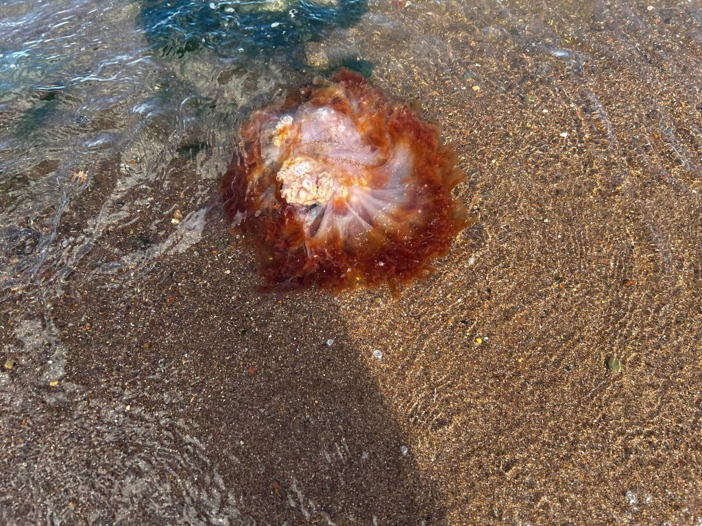 Jellyfish washed ashore on a sandy beach. The jellyfish is reddish-brown in color, with a translucent, pinkish center. The shallow water is clear enough to see the sand beneath, which is a mix of brown and tan. The gentle waves are visible in the water’s movement.
