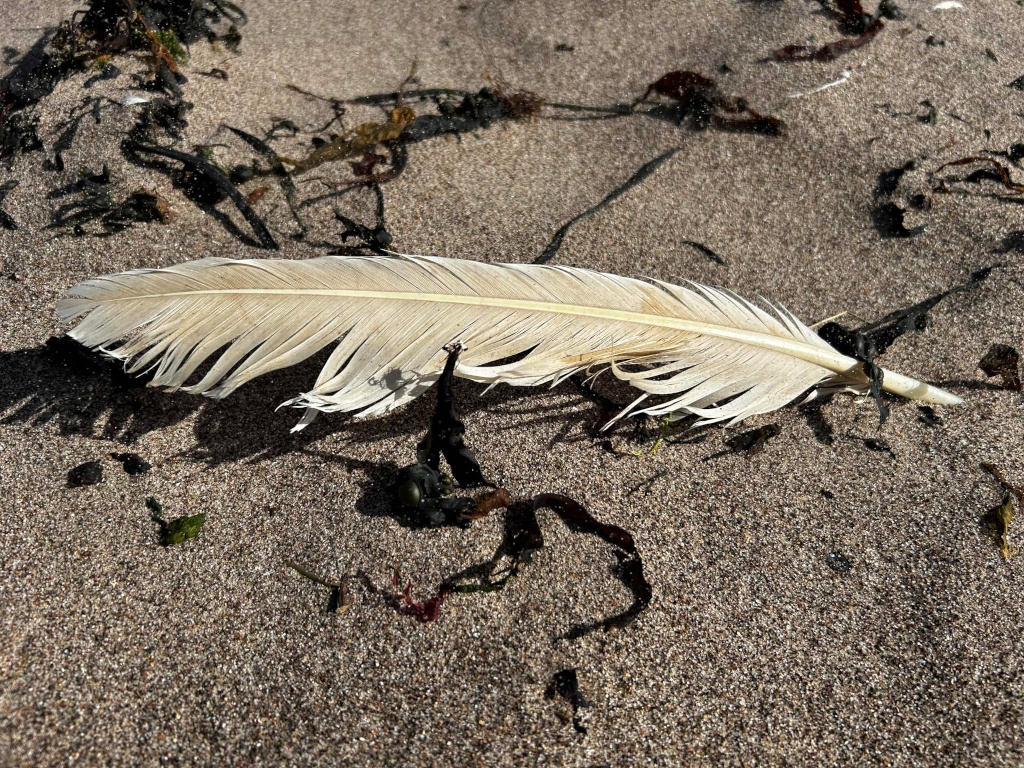 Single, bleached-white bird feather lying on a sandy beach. Dark seaweed or kelp is scattered around the feather, partially submerged in the sand. The feather's shadow is cast on the sand, adding depth to the scene. The overall impression is one of serenity and the subtle beauty of found objects in a natural setting.