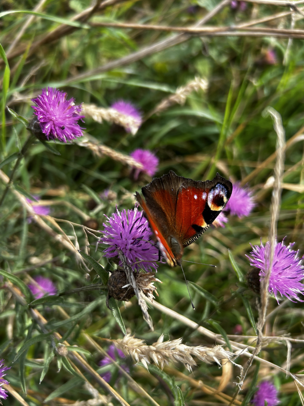 European Peacock butterfly ( Aglais io) with its wings open, perched on a purple thistle flower. The butterfly's vibrant red and black markings are clearly visible. The thistle is surrounded by other similar flowers and dry grasses, suggesting a wildflower meadow or field setting. The overall impression is one of natural beauty and a fleeting moment captured in the wild.