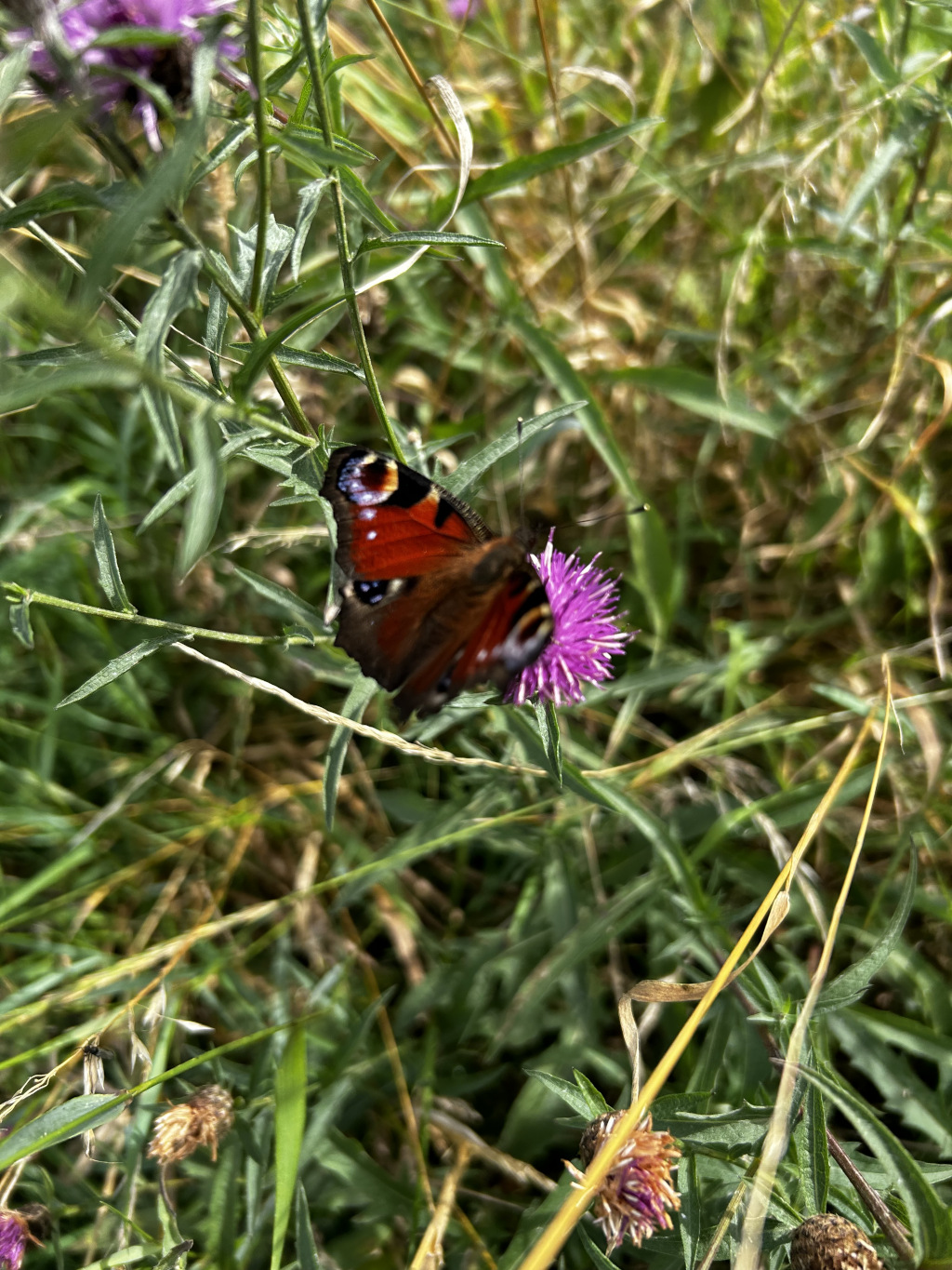 Peacock butterfly ( Aglais io) with its wings open, perched on a purple thistle flower. The butterfly is in sharp focus, while the background is a slightly blurred field of green grass and other vegetation.