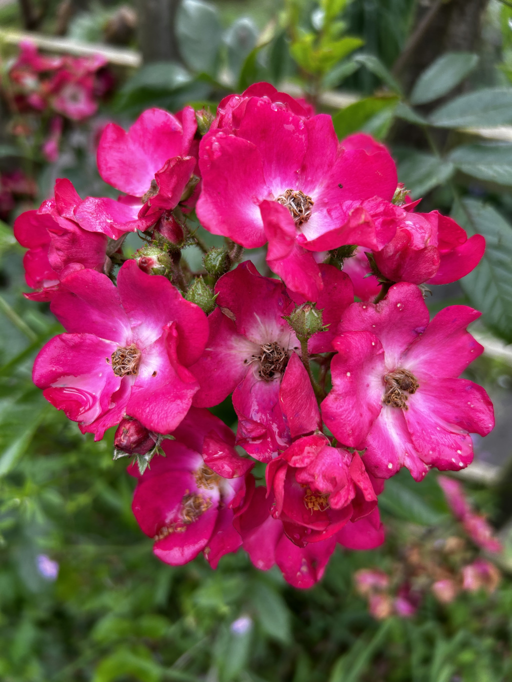 Cluster of vibrant, pink roses in full bloom. The roses are densely packed together, creating a visually rich bouquet. Water droplets are visible on some of the petals, suggesting recent rain or dew. The background is blurred, focusing attention on the roses, and consists of lush green foliage.