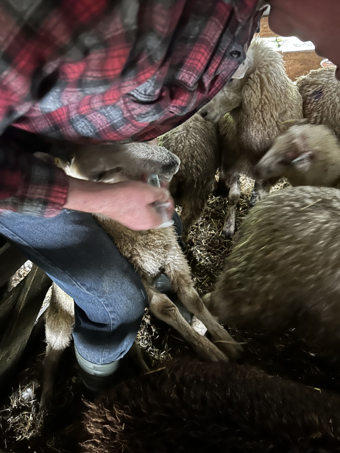 Charlie, whose upper body is visible, is drench medicating a lamb. The lamb is light brown and is surrounded by other sheep in a barn or stable. The overall atmosphere is one of care and nurturing.