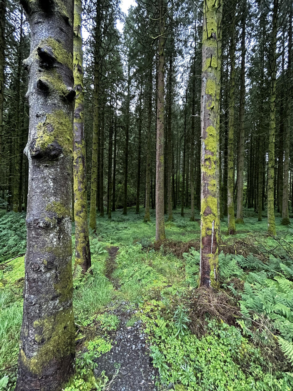 Path winding through a dense forest. The trees are tall and slender, their trunks covered in moss. The forest floor is carpeted with lush green moss and ferns. The overall mood is serene and peaceful.