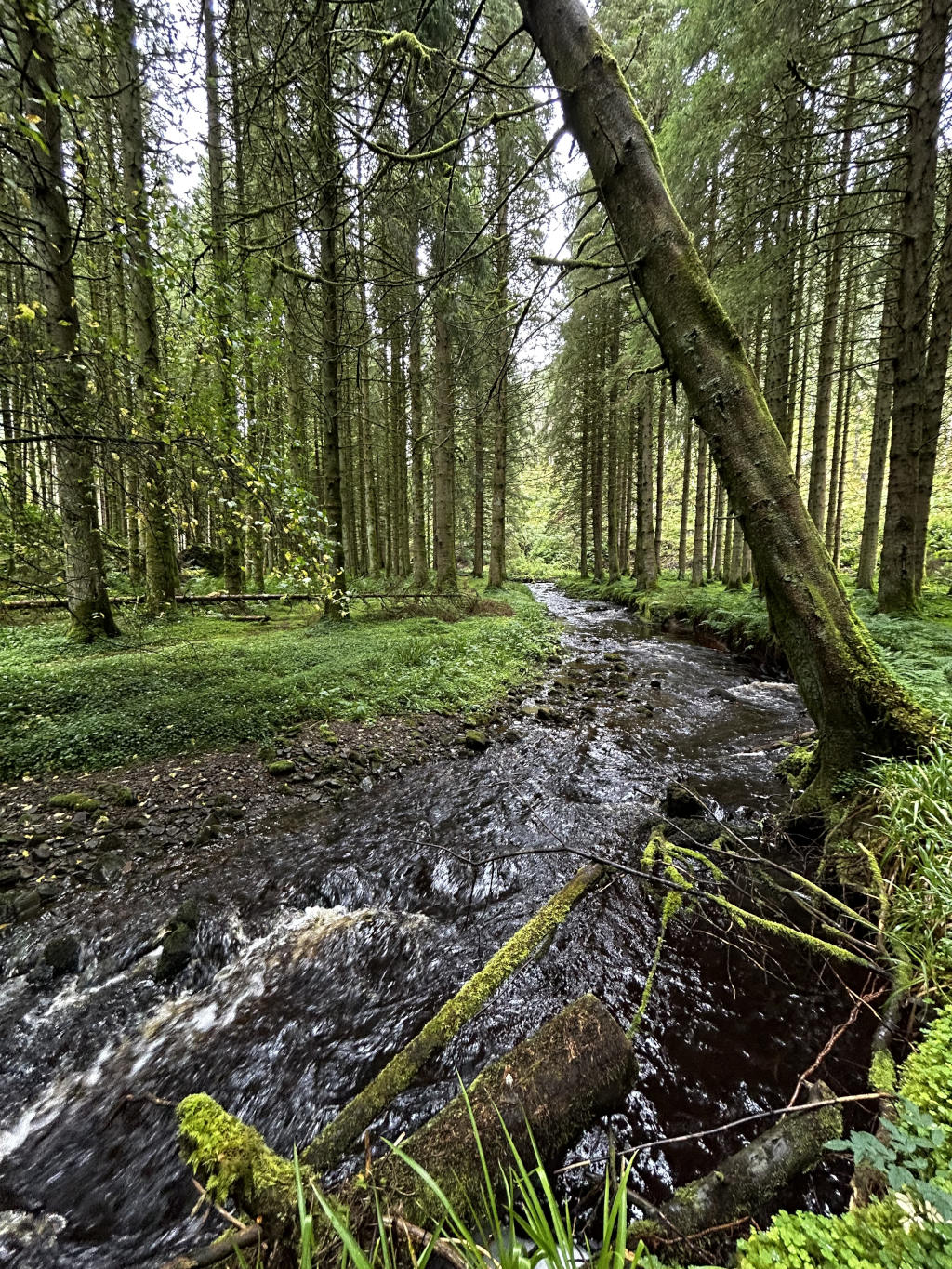 Tranquil stream flowing through a lush, green forest. The stream's dark water gently moves over mossy logs and rocks. Tall, slender trees densely fill the scene, their branches intertwined overhead, creating a shaded and serene atmosphere. The overall impression is one of quietude and natural beauty.