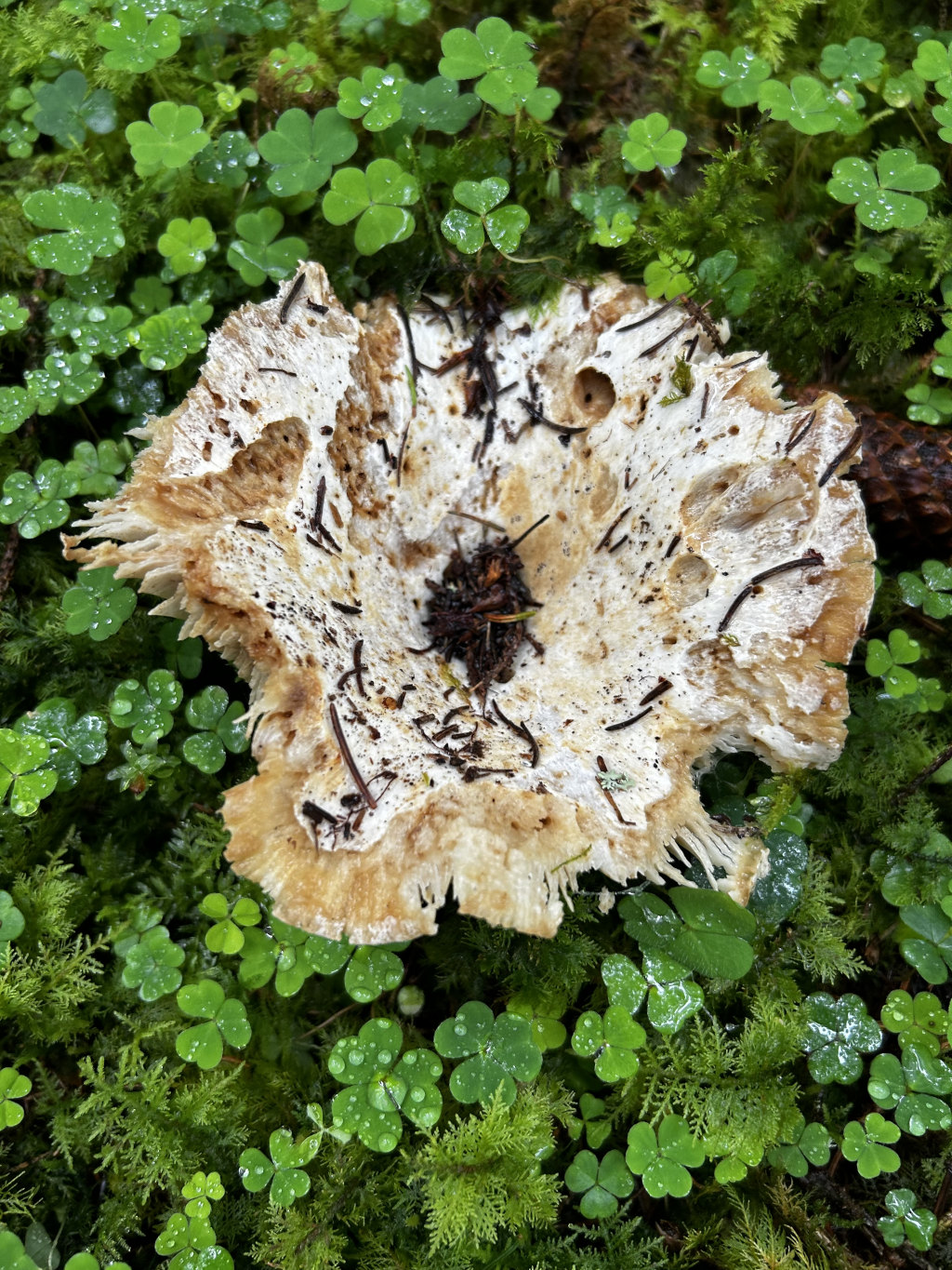 Single, large, pale-tan mushroom with a ruffled, irregular edge sitting atop a bed of lush green moss and clover. The mushroom's surface is textured, with small dark specks and holes scattered across it. Water droplets are visible on the clover and moss, suggesting a damp environment.