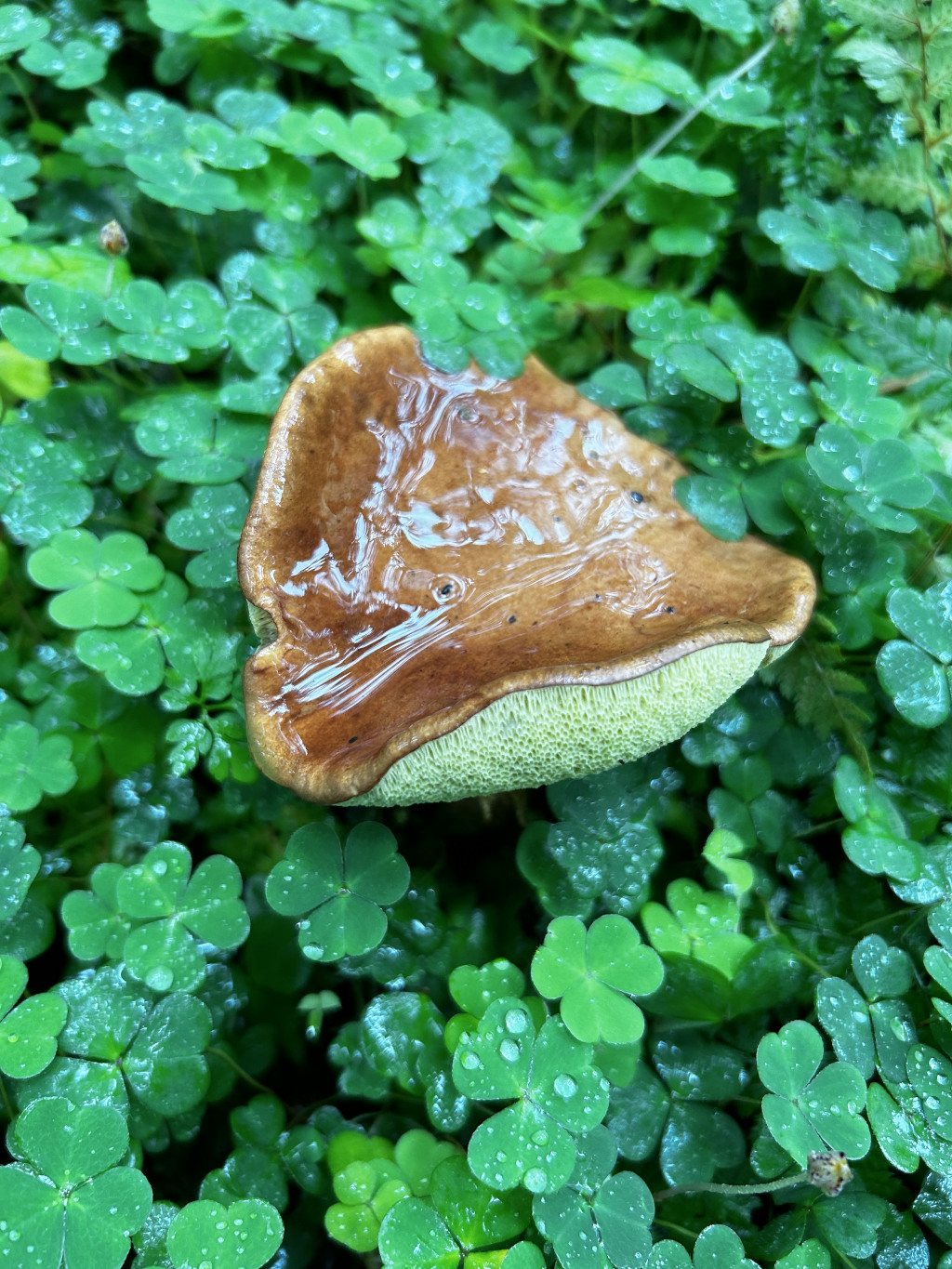 Single mushroom, with a brown, glossy cap and a pale green, porous underside, sitting amongst a bed of lush, green clover leaves covered in water droplets. The overall impression is one of dampness and the quiet beauty of a forest floor.