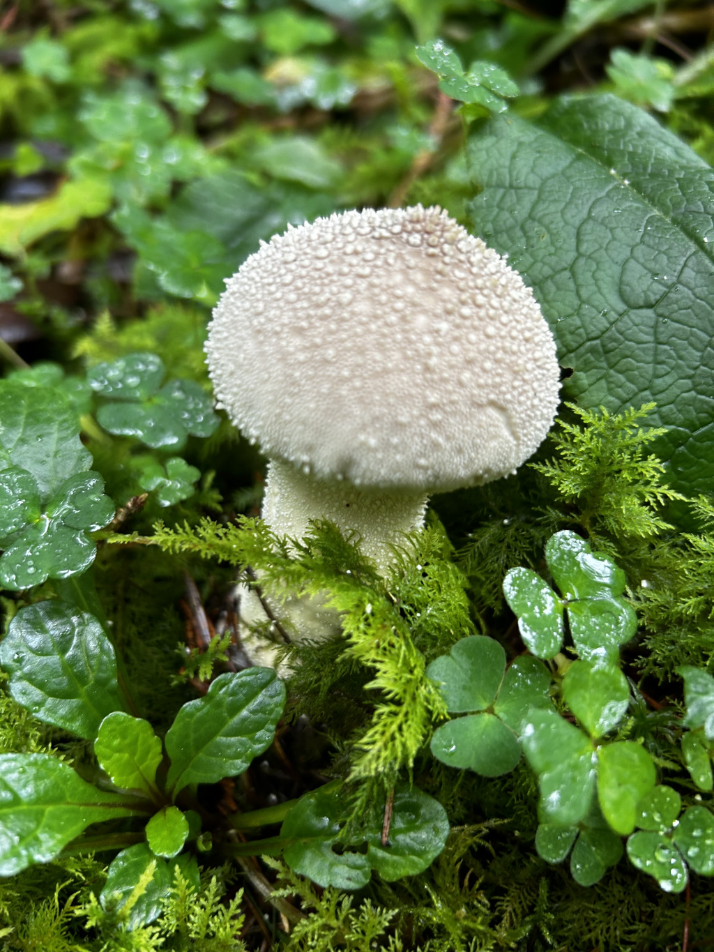 Single, off-white mushroom with a slightly domed cap, covered in tiny water droplets. The mushroom is nestled amongst lush green moss, small clover-like plants, and other low-lying vegetation. The overall setting appears to be a damp, shady forest floor.