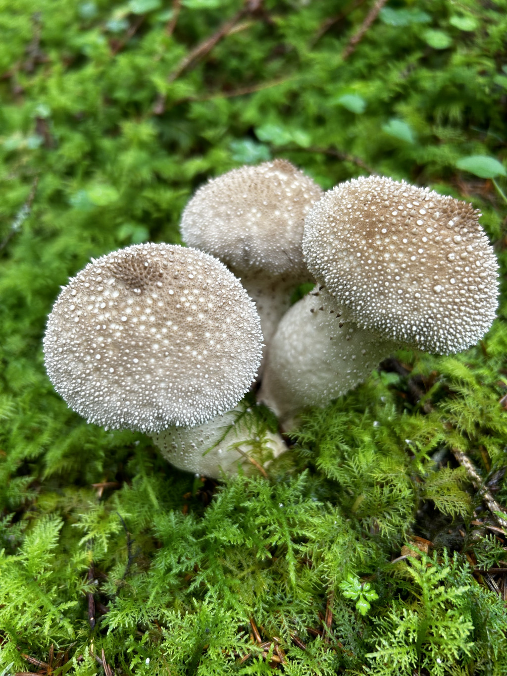 Cluster of three mushrooms, light beige with a textured surface, growing amidst lush green moss on the forest floor. The mushrooms appear moist, possibly due to recent rain or dew. The focus is sharp on the mushrooms, with the background moss slightly blurred, creating a shallow depth of field.