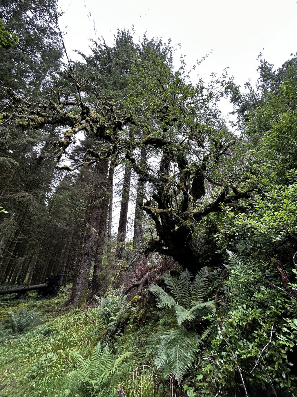 Lush, temperate rainforest scene. The focus is on a large, gnarled tree heavily covered in moss, situated amongst other tall, slender trees. The undergrowth is thick with ferns and other low-lying vegetation. The overall atmosphere is one of dampness, age, and the deep green of a dense forest. The light is diffuse, suggesting an overcast day. The perspective is from below, looking up at the moss-covered tree, emphasising its size and prominence in the environment.