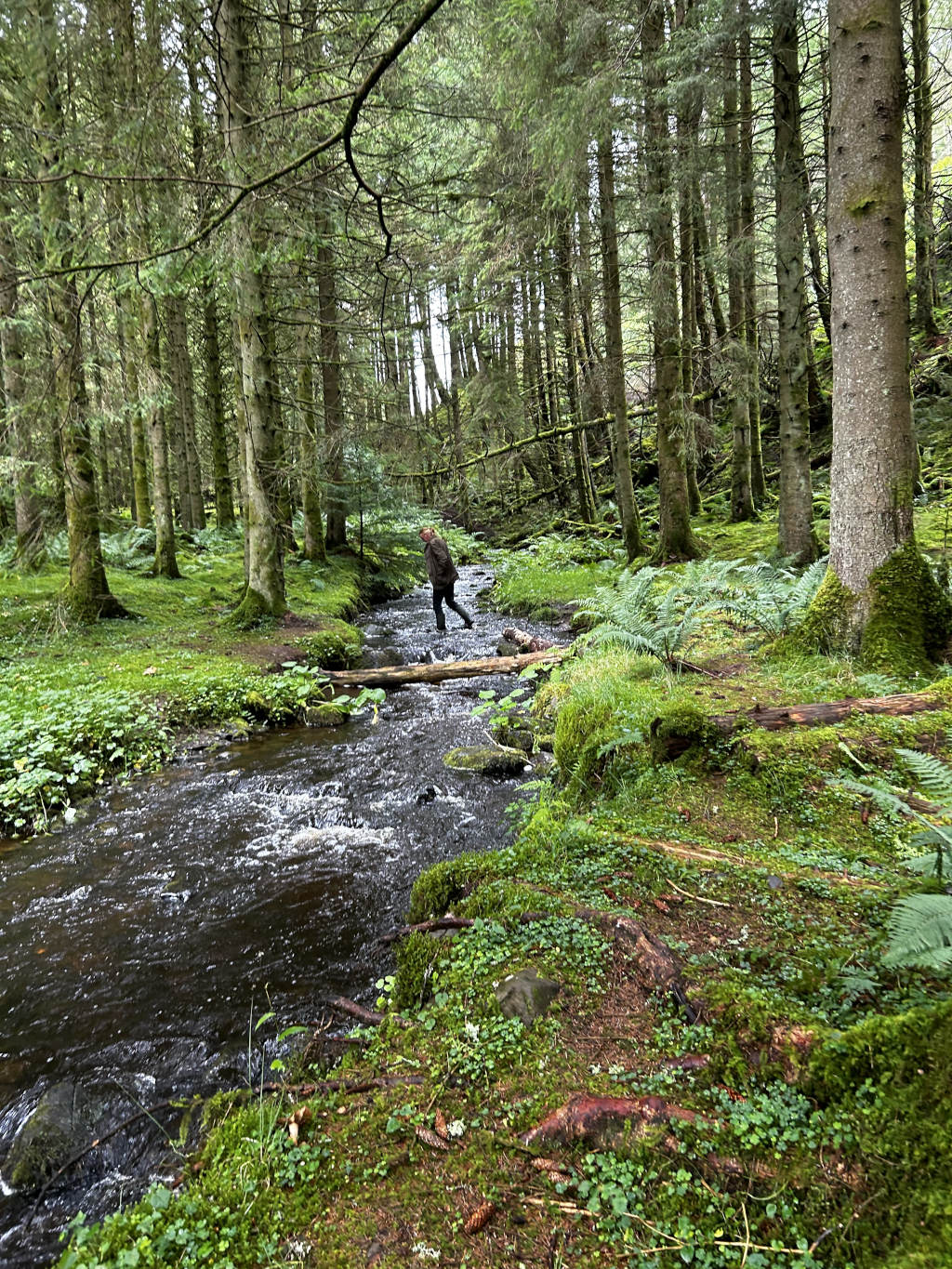 Charlie walking across a small stream in a lush, verdant forest. The stream is relatively shallow and rocky, and the person is using a fallen log as a makeshift bridge. The forest is dense with tall, slender trees, and the ground is covered in moss and ferns. The overall mood is serene and peaceful, evoking a sense of solitude and connection with nature.