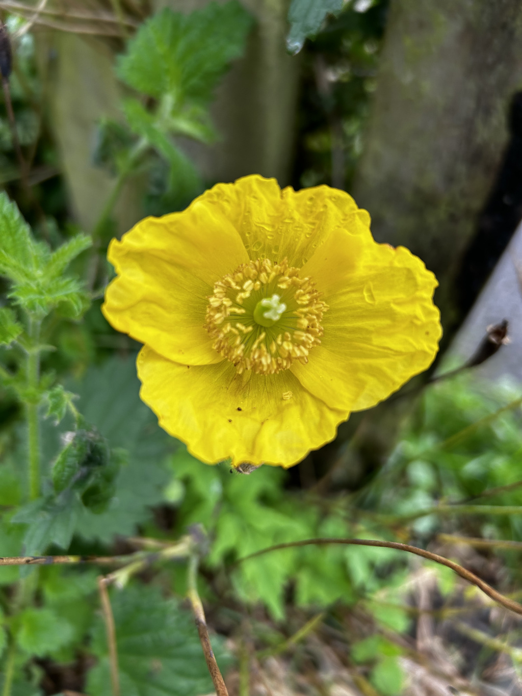Single, vibrant yellow flower, possibly a type of poppy or buttercup, in full bloom. Water droplets are visible on its petals. The background is softly blurred, showing green foliage and a hint of a gray structure, suggesting a garden or natural setting.