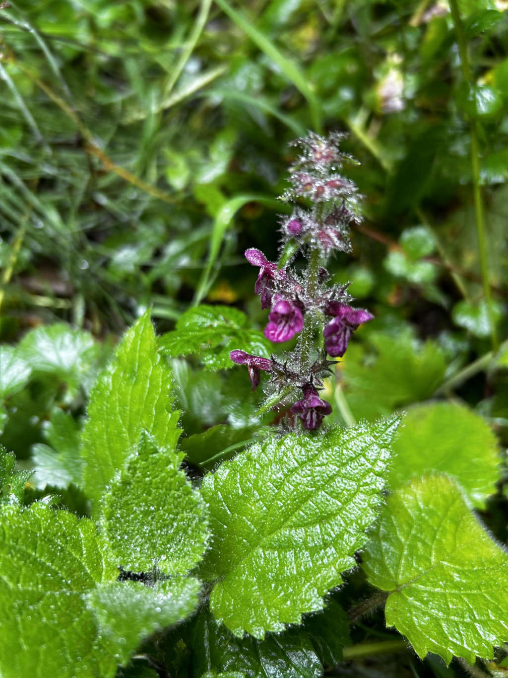 Close-up view of a flowering plant, possibly a type of Stachys, with vibrant purple flowers and bright green leaves covered in what appears to be morning dew or rainwater. The background is blurred but shows a lush green environment indicative of a natural setting. The focus is sharpest on the flowers and the leaves immediately surrounding them, showcasing the fine details of the plant's structure and the droplets of moisture. The overall impression is one of freshness and the beauty of nature's detail.