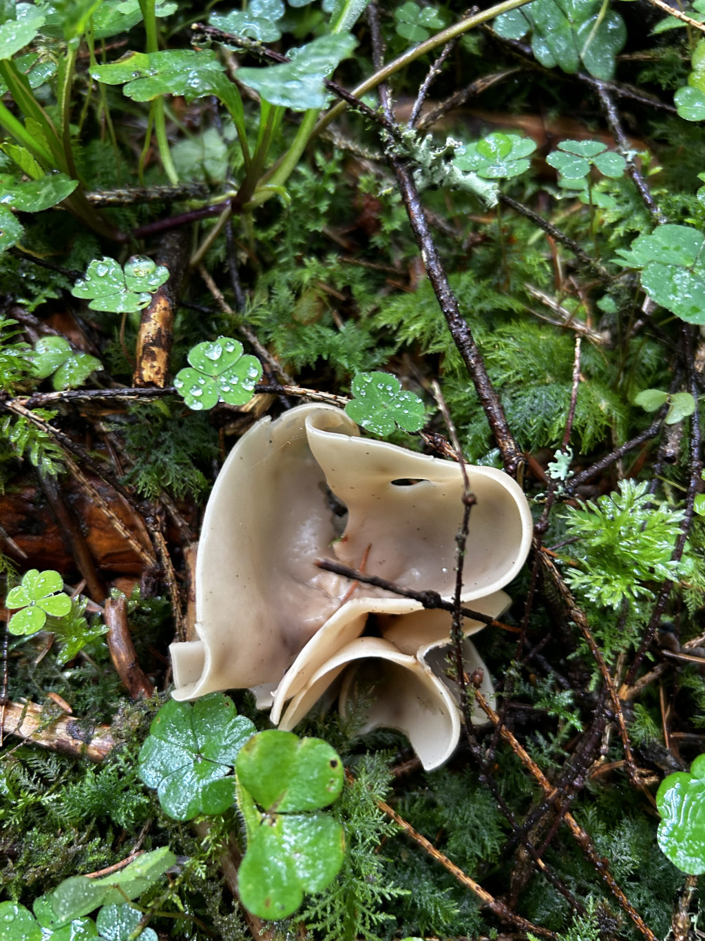 Pale beige fungus, possibly a species of Disciotis, nestled amongst green moss, clover, and dark brown twigs on the forest floor. The fungus has a unique, folded structure, almost resembling a delicate, crumpled cup or flower. The overall setting is damp and shaded, suggesting a humid forest environment.