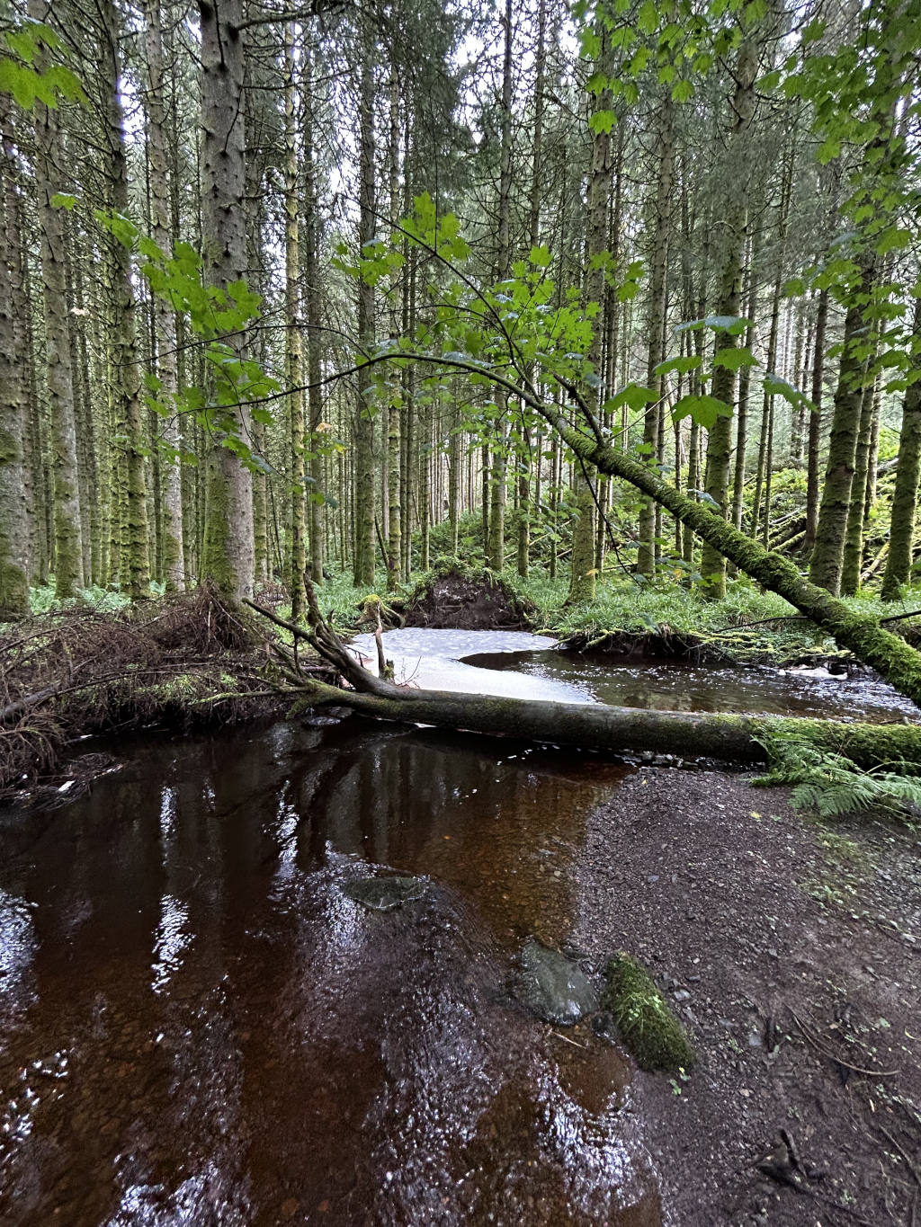 Tranquil woodland stream, its dark, still water reflecting the surrounding trees. A fallen log spans the stream, partially submerged and mossy, adding a sense of natural decay and calm. The forest itself is dense with tall, slender trees, mainly evergreens, suggesting a temperate or boreal climate. The overall atmosphere is one of quietude and serenity, a peaceful scene within a natural environment.