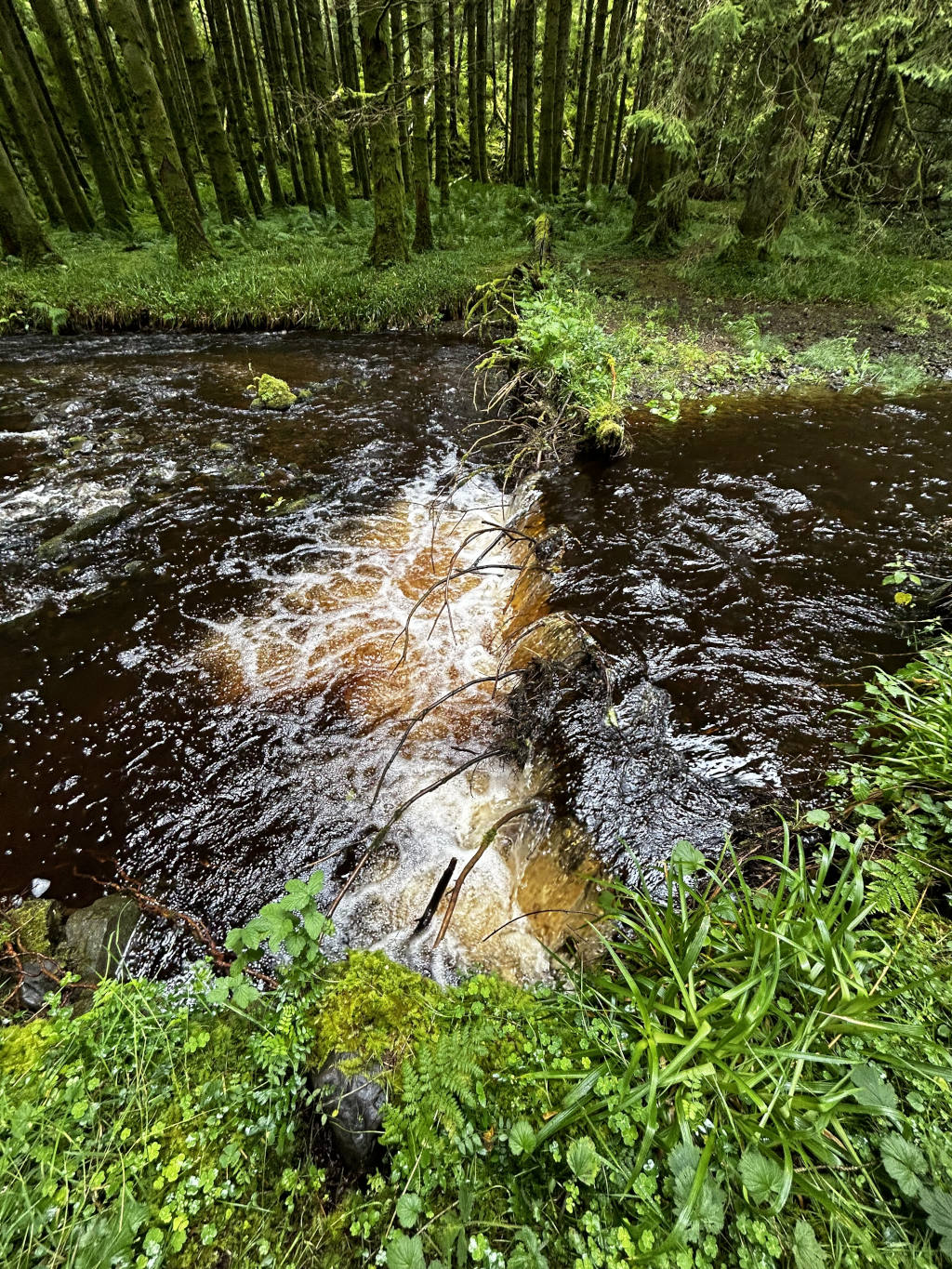 Small stream or creek flowing through a lush green forest. The water is dark and appears relatively shallow. A small, partially submerged log or branch acts as a natural dam, creating a small waterfall or rapids where the water flows over it. The surrounding area is densely packed with trees and vibrant green vegetation, suggesting a temperate climate. The overall impression is one of a serene, secluded natural environment.