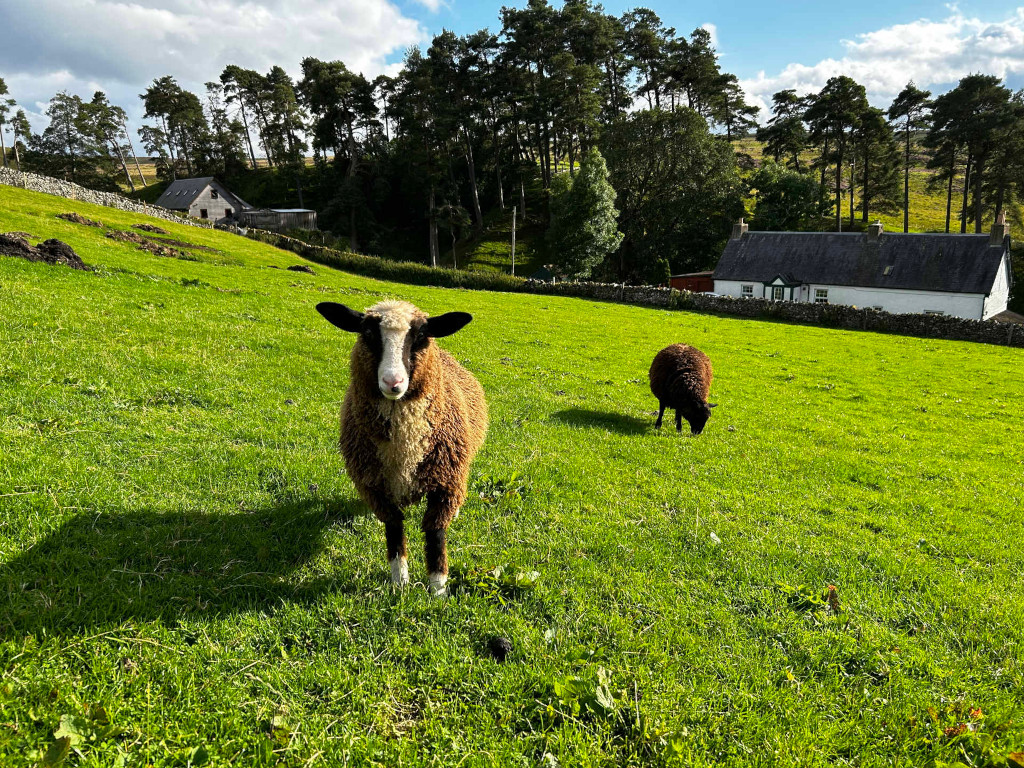 Two sheep in a lush green pasture, set against the backdrop of a quaint rural landscape. One sheep, brown and white, stands prominently in the foreground, gazing directly at the viewer. A darker-coloured sheep grazes in the mid-ground. In the background, there are traditional stone buildings, suggesting a farm or rural homestead, nestled among a line of evergreen trees under a partly cloudy sky. The overall scene evokes a feeling of peaceful countryside tranquillity.
