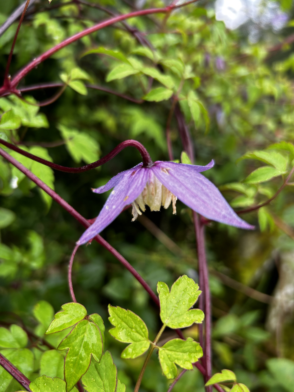 Close-up view of a single, light purple Clematis flower. The flower is partially open, drooping slightly, and its stamens are visible. The flower is attached to dark reddish-purple stems with bright green leaves showing water droplets, suggesting recent rain. The background is blurred but shows more of the same plant's foliage.